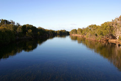 Mangroves & creek